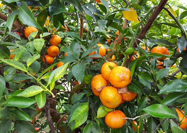 Great Tangerines Just Don't Grow on Trees